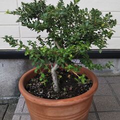 ツゲの木　45cm位　800円　鉢無しは500円