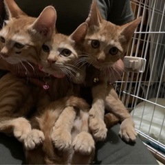 茶トラ3姉妹💓全員トライアル、譲渡に行きました。