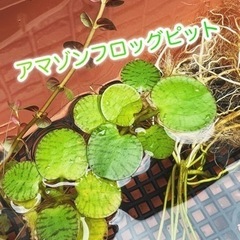 お話し中　ビオトープ水草6種セットの画像
