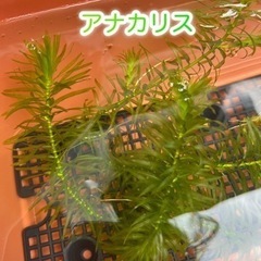 お話し中　ビオトープ水草6種セットの画像