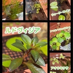 お話し中　ビオトープ水草6種セット