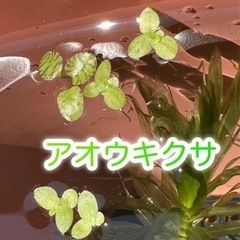 お話し中　ビオトープ水草6種セットの画像