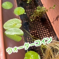 お話し中　ビオトープ水草6種セットの画像