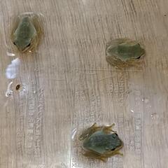 モリアオガエルの画像