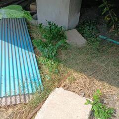 なつめ棗36558658の画像