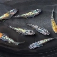 【天界】メダカ　10個+α  