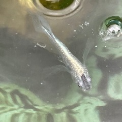 メダカ
