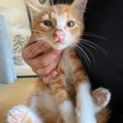 子猫　里親募集