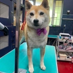 トリマースタッフさん募集🐕‍🦺❤️の画像