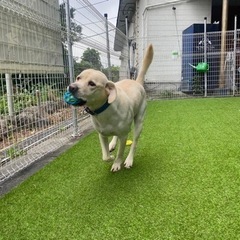 トリマースタッフさん募集🐕‍🦺❤️の画像