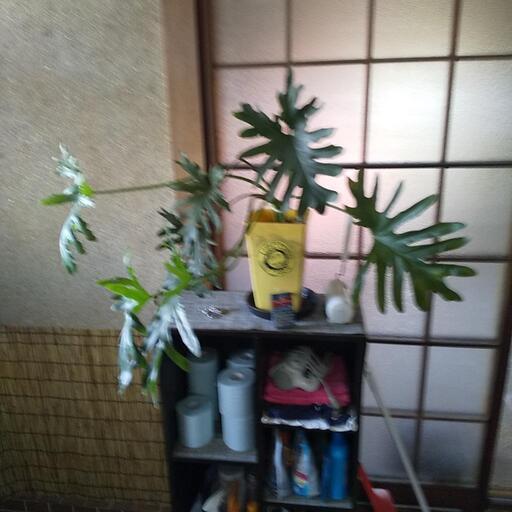 最終値下げサボテンの赤ちゃんもオマケします！観葉植物！！セロームホープ