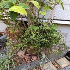 あじさいとワイヤープランツの鉢の画像