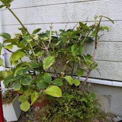 あじさいとワイヤープランツの鉢の画像