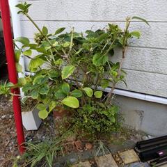 あじさいとワイヤープランツの鉢