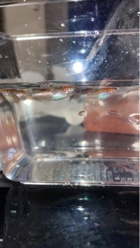 メダカ稚魚