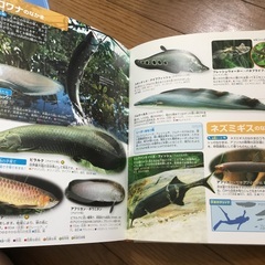 move図鑑9冊（DVDなし）の画像