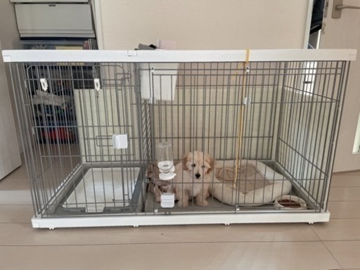 犬　トイレ仕切り付き　ケージ