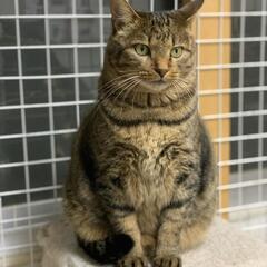 個性豊かな猫たち家族を大募集！