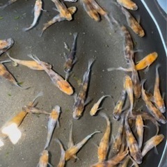 高級メダカの品種毎ミックス販売　20匹1000円から