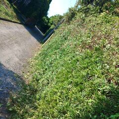 生垣の剪定・植木伐採をお考えの方、一度ご相談ください！　相談料は基本無料となります！！ - 市原市