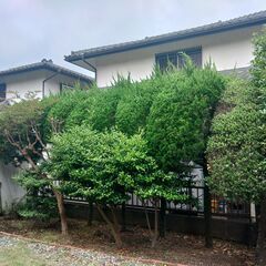 生垣の剪定・植木伐採をお考えの方、一度ご相談ください！　相談料は基本無料となります！！ - 剪定/造園