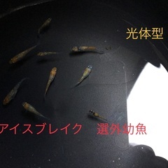 メダカ　アイスブレイク　選外の幼魚10匹