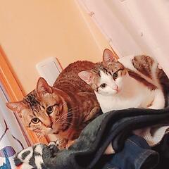 2匹一緒に！！兄妹の様に育った仲良し甘えん坊猫