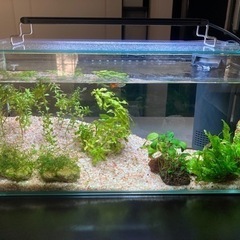 お相手決定！水槽一式　グッピーとミナミヌマエビも