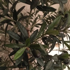 フェイクグリーン　オリーブ　150cm インテリア　光触媒の画像