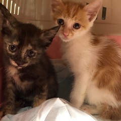 パステルサビ猫&チャトラ兄弟