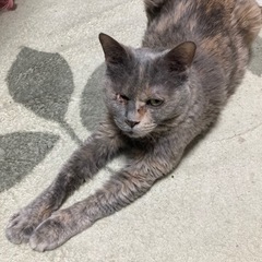パステルサビのメス5歳 - 猫