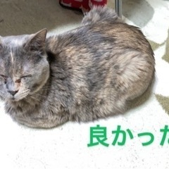 パステルサビのメス5歳 − 京都府