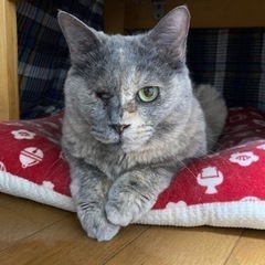 パステルサビのメス5歳の画像