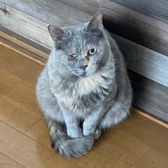パステルサビのメス5歳 - 里親募集