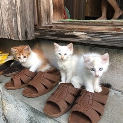 2匹の里親募集します！
