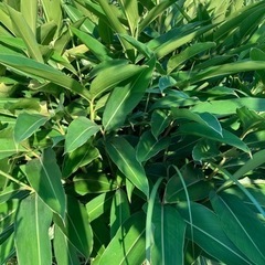 【もらってください】ムーチー　月桃　葉