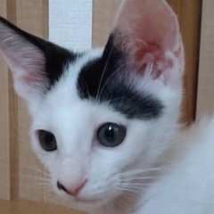 くりくりおめめちゃん。二丸くん。