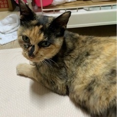 里親さん　急募