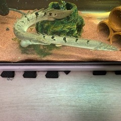 ポリプテルス　デルヘッジ　アルビノセネガル　おまけ付き