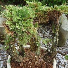 完売 岩松、植木