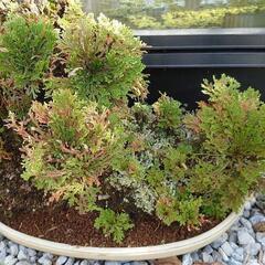 完売【植木】岩松