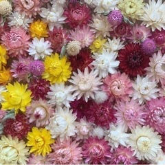 貝細工pm  ばら売り