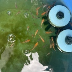 メダカ各種　の画像