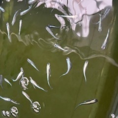 メダカ各種　の画像