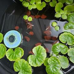 仲良くなりませんか