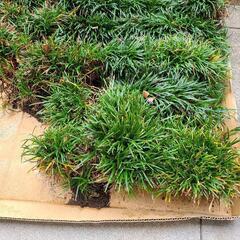リュウノヒゲ  玉竜  ガーデニング  🌿葉の元気なうちにどうぞ！ 