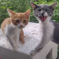 生後3か月の子猫2姉妹