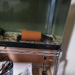 ナマズ
