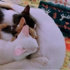 ☆*:.｡. 猫ちゃん3匹里親さん大募集☆*:.｡. 