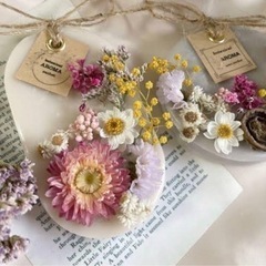 ヘリクリサム　ばら売り　期間限定の画像